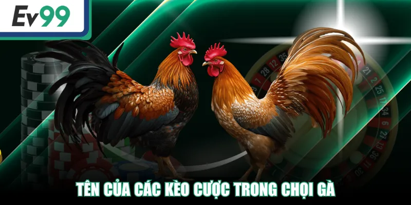 Top Những Thuật Ngữ Đá Gà Người Mới Và Cao Thủ Cần Biết! 3 Tên của các kèo cược trong chọi gà