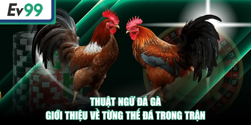 Top Những Thuật Ngữ Đá Gà Người Mới Và Cao Thủ Cần Biết! 2 Thuật ngữ đá gà giới thiệu về từng thế đá trong trận